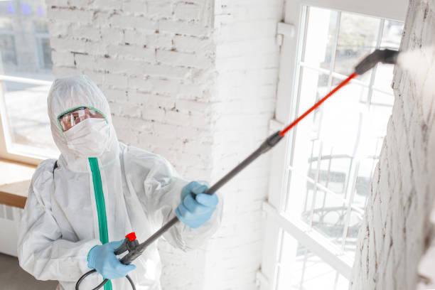 Best Basement Mold Removal  in Heidelberg, PA